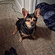 Gracie Boo joined the competition — help win amazing prizes! dog, small_dog, indoor, carpet, ears, pet, animal, blanket, floor, looking_up, black, tan, cute, companion, home, domestic, canine, fur, collar, background
