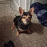 dog, small_dog, indoor, carpet, ears, pet, animal, blanket, floor, looking_up, black, tan, cute, companion, home, domestic, canine, fur, collar, background