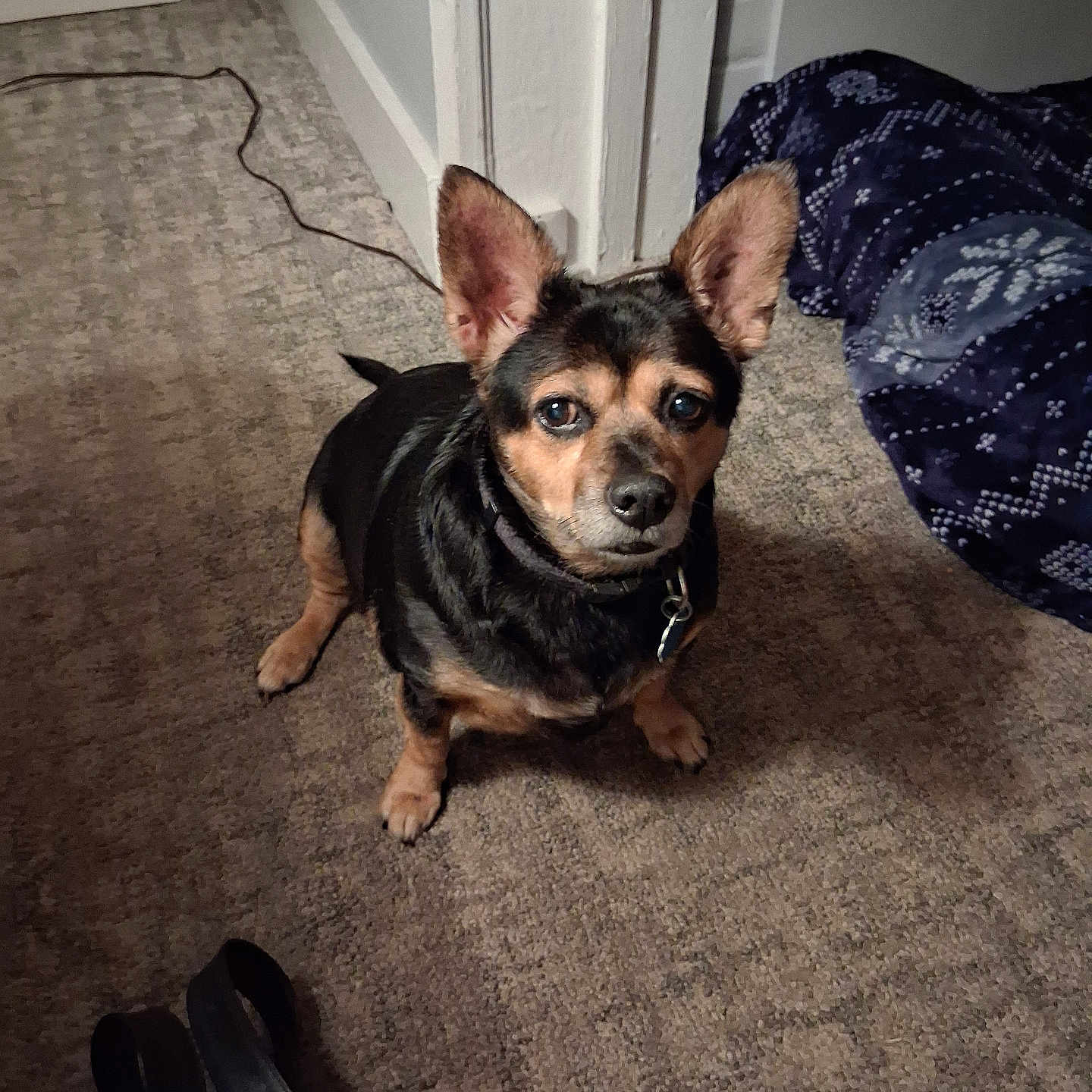 Gracie Boo joined the competition — help win amazing prizes! dog, small_dog, indoor, carpet, ears, pet, animal, blanket, floor, looking_up, black, tan, cute, companion, home, domestic, canine, fur, collar, background