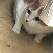 Ben is registered to the contest to win money with this photo: cat, white_cat, orange_cat, furniture, floor, indoor, pet, animal, curious, small_object, carpet, closeup, paw, looking, cute, domestic_cat, whiskers, ears, nose, side_view
