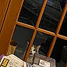 Ben is registered to the contest to win money with this photo: cat, glass_door, wooden_frame, newspaper, metal_box, indoor, curious, peeking, window_pane, reflection, animal, pet, feline, face, ears, dark_background, home, table, paper, container