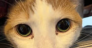 Ben joined the competition — help win amazing prizes! cat, close_up, curious, eyes, whiskers, face, pet, animal, feline, orange, white, striped, fabric, indoor, cute, fur, nose, head, portrait, soft