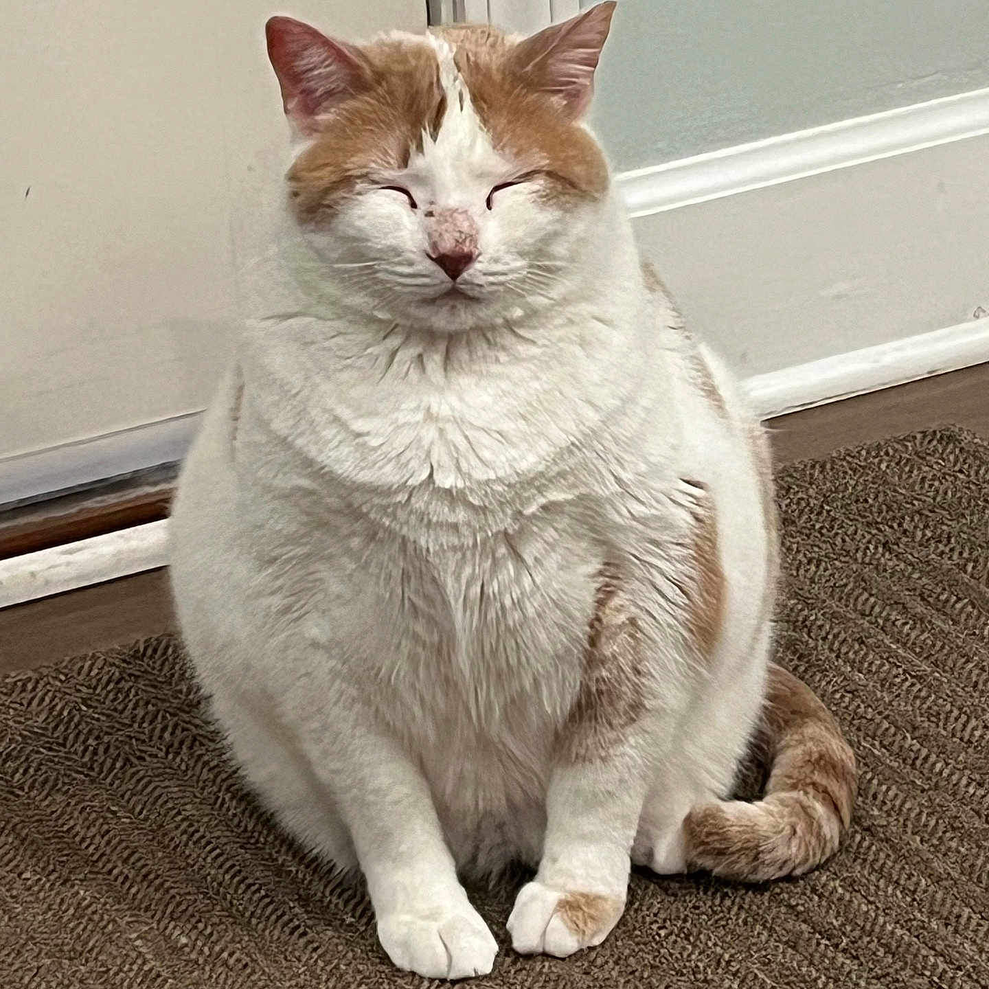 Ben is registered to the contest to win money with this photo: cat, orange_and_white_cat, sitting, indoor, door, mat, fur, pet, animal, relaxed, closed_eyes, floor, tail, whiskers, mammal, domestic_cat, cute, plump, resting, quiet