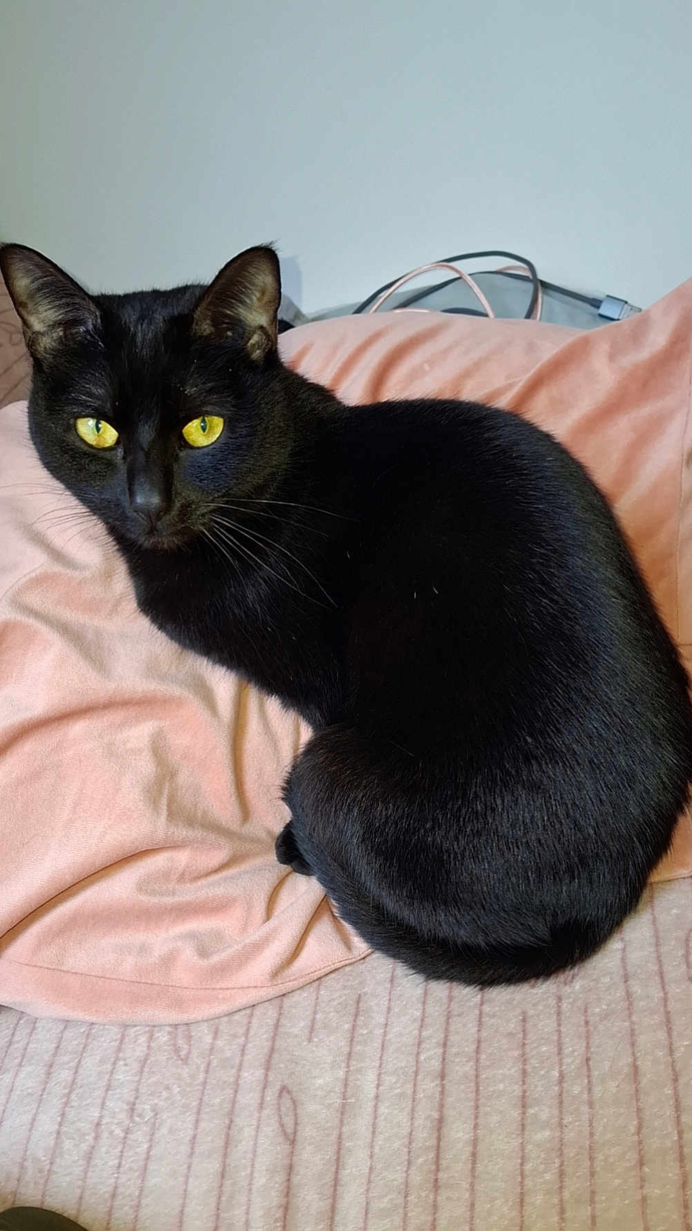 Tess a rejoint le concours — aidez-le/la à gagner de superbes lots ! black_cat, cat, yellow_eyes, pet, feline, animal, indoor, blanket, pink_blanket, cozy, fur, whiskers, ears, sleeping_spot, resting, looking, curled_up, soft_texture, domestic_animal, cute