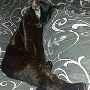 Tess a rejoint le concours — aidez-le/la à gagner de superbes lots ! cat, black_cat, sleeping, cozy, blanket, patterned_blanket, feline, pet, domestic_animal, resting, animal, fur, whiskers, paw, cute, relaxed, indoors, comfort, nap, stretched_leg