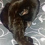 black_cat, cat, animal, pet, sleeping, curled_up, paw, feline, domestic_cat, cozy, blanket, patterned, indoor, resting, fur, whiskers, cute, relaxed, soft, bed