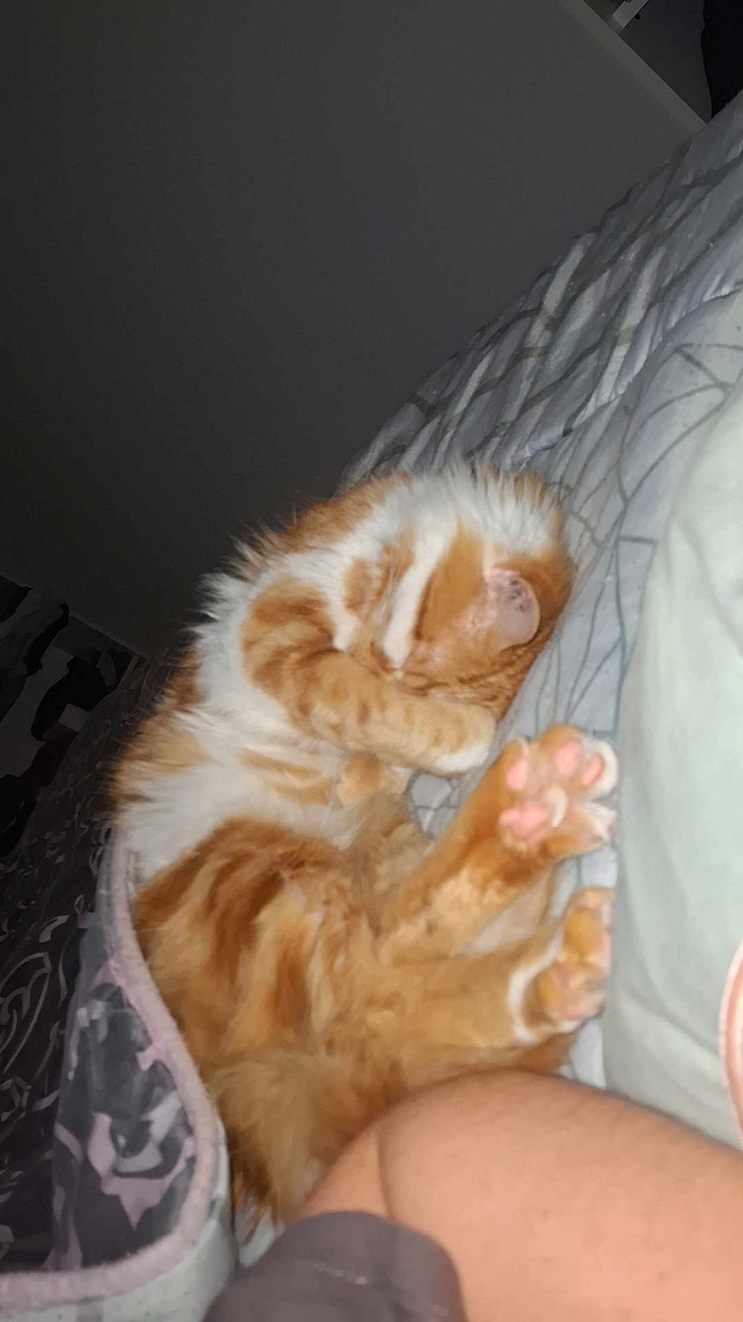Simba participe au concours pour gagner de l'argent avec cette photo : cat, orange_cat, white_cat, sleeping, bed, blanket, paw, fur, cute, cozy, indoor, pet, animal, resting, pink_paw_pads, feline, domestic_cat, cute_pose, curled_up, fluffy