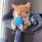 Simba participe au concours pour gagner de l'argent avec cette photo : kitten, cat, orange_cat, white_cat, plush_toy, cat_tree, indoor, window, cozy, pet, feline, relaxed, soft, cute, fur, animal, toy, paws, resting, home