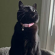 Velvet is registered to the contest to win money with this photo: cat, black_cat, feline, pet, pet_collar, bell, pink_collar, cat_tree, perch, window, indoor, whiskers, looking_up, portrait, fur, domestic_cat, cozy, home_interior, curious, sitting