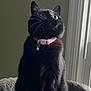 cat, black_cat, feline, pet, pet_collar, bell, pink_collar, cat_tree, perch, window, indoor, whiskers, looking_up, portrait, fur, domestic_cat, cozy, home_interior, curious, sitting