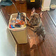 Armyboy joined the competition — help win amazing prizes! bowl, chain, chair, collar, container, curious, dog, flooring, food_packaging, french_bulldog, household, indoor, kitchen, pet, plastic_bottle, room, standing, trash_bin, wall, wooden_floor