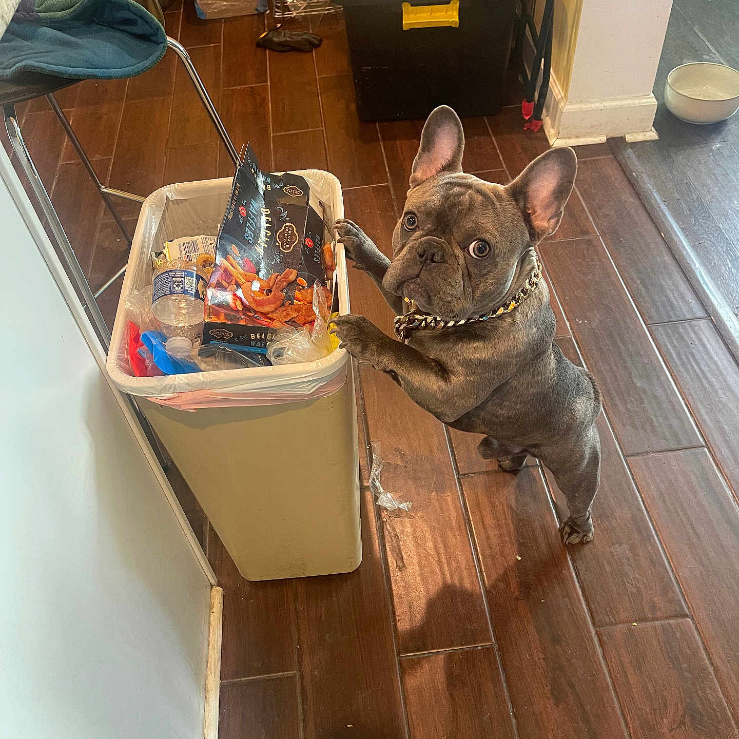 Armyboy joined the competition — help win amazing prizes! bowl, chain, chair, collar, container, curious, dog, flooring, food_packaging, french_bulldog, household, indoor, kitchen, pet, plastic_bottle, room, standing, trash_bin, wall, wooden_floor
