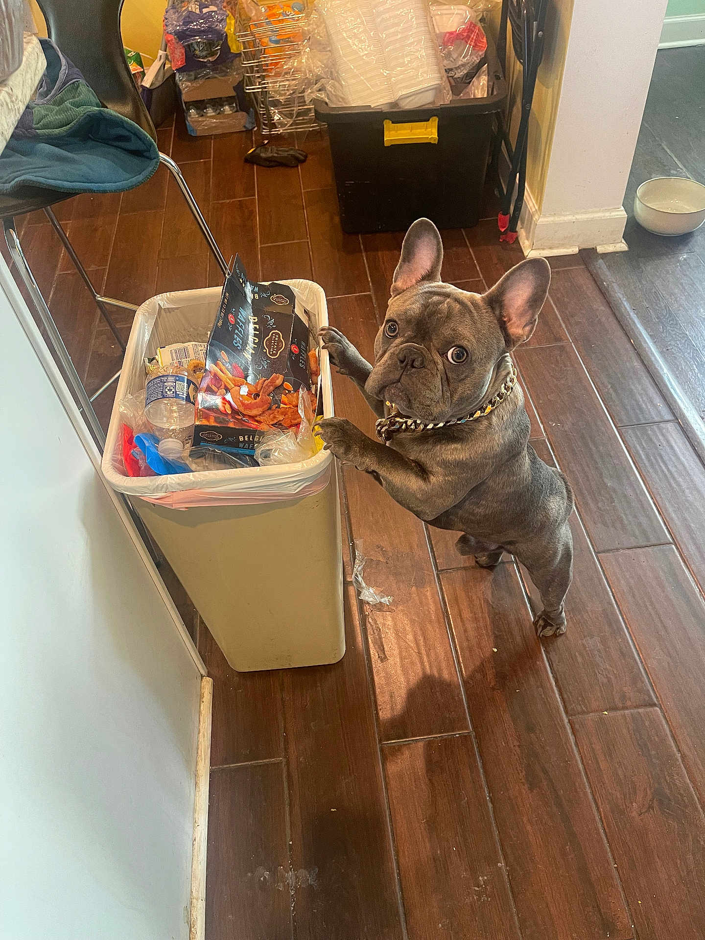 Armyboy joined the competition — help win amazing prizes! bowl, chain, chair, collar, container, curious, dog, flooring, food_packaging, french_bulldog, household, indoor, kitchen, pet, plastic_bottle, room, standing, trash_bin, wall, wooden_floor