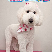 Tootsie is registered to the contest to win money with this photo: dog, white_dog, fluffy, groomed, bandana, pink_bandana, pet_grooming, indoor, standing, cute, pet, fur, animal, pink_surface, advertisement, banner, text_overlay, clean, studio, portrait