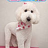 dog, white_dog, fluffy, groomed, bandana, pink_bandana, pet_grooming, indoor, standing, cute, pet, fur, animal, pink_surface, advertisement, banner, text_overlay, clean, studio, portrait