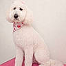 Tootsie is registered to the contest to win money with this photo: dog, poodle, groomed, white_dog, sitting, bandana, pink_mat, indoor, pet, fur, fluffy, studio, portrait, animal, cute, pet_accessory, advertisement, banner, home_grooming, clean