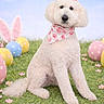 Tootsie joined the competition — help win amazing prizes! dog, poodle, white_dog, grass, easter_eggs, pink_bows, bandana, flowers, bunny_ears, blue_sky, polka_dot, pets, cute, animal, sitting, portrait, decor, spring, festive, outdoor