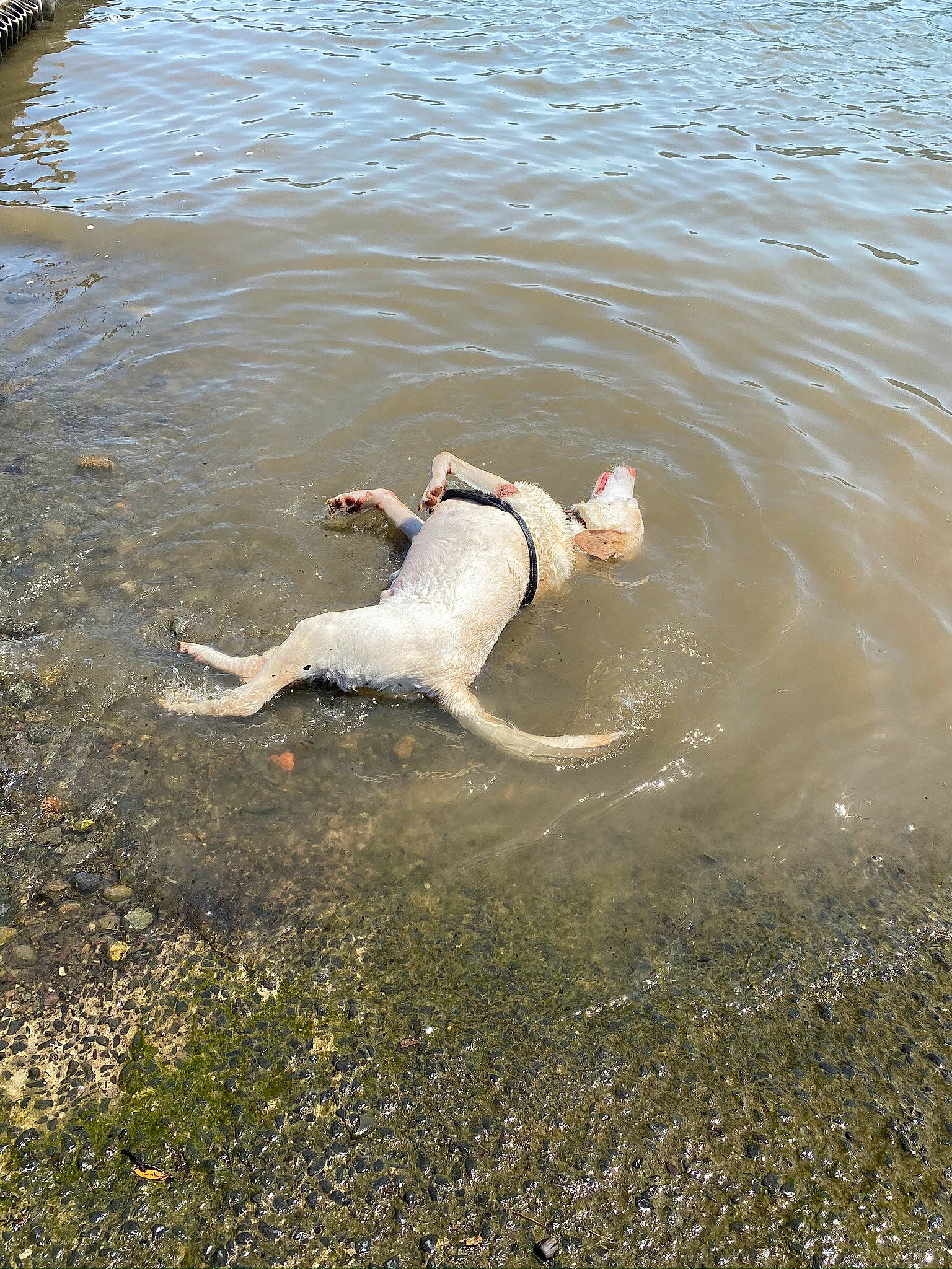 Mack joined the competition — help win amazing prizes! barefoot, beach, body_of_water, coast, fun, grass, lake, leisure, liquid, ocean, people_in_nature, recreation, sand, seabird, soil, sporting_group, water, water_bird, wave, wind_wave