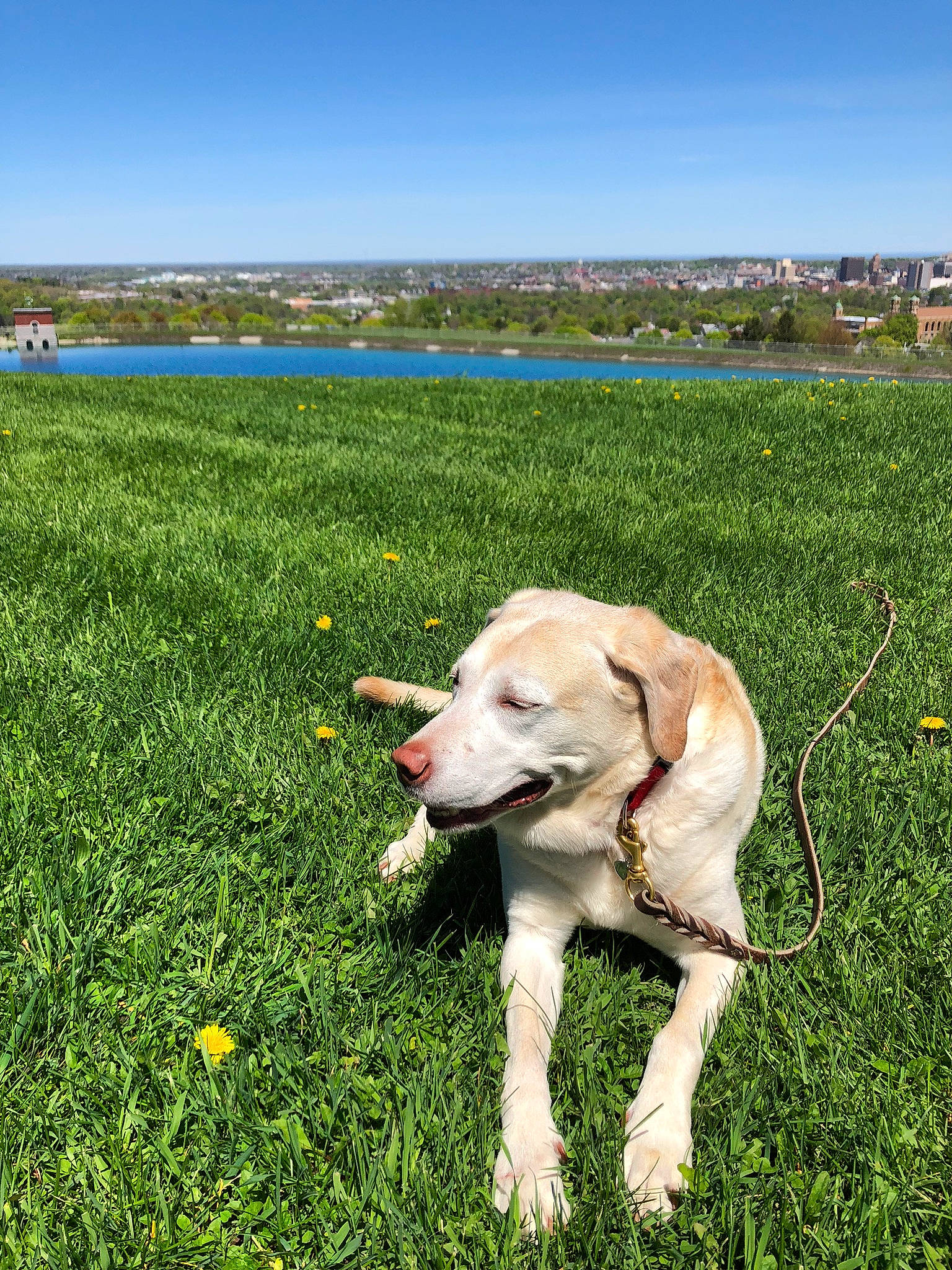 Mack is registered to the contest to win money with this photo: carnivore, collar, companion_dog, dog, dog_breed, dog_collar, fawn, field, flower, grass, grassland, lawn, meadow, pasture, plant, prairie, sky, sporting_group, tail, working_animal