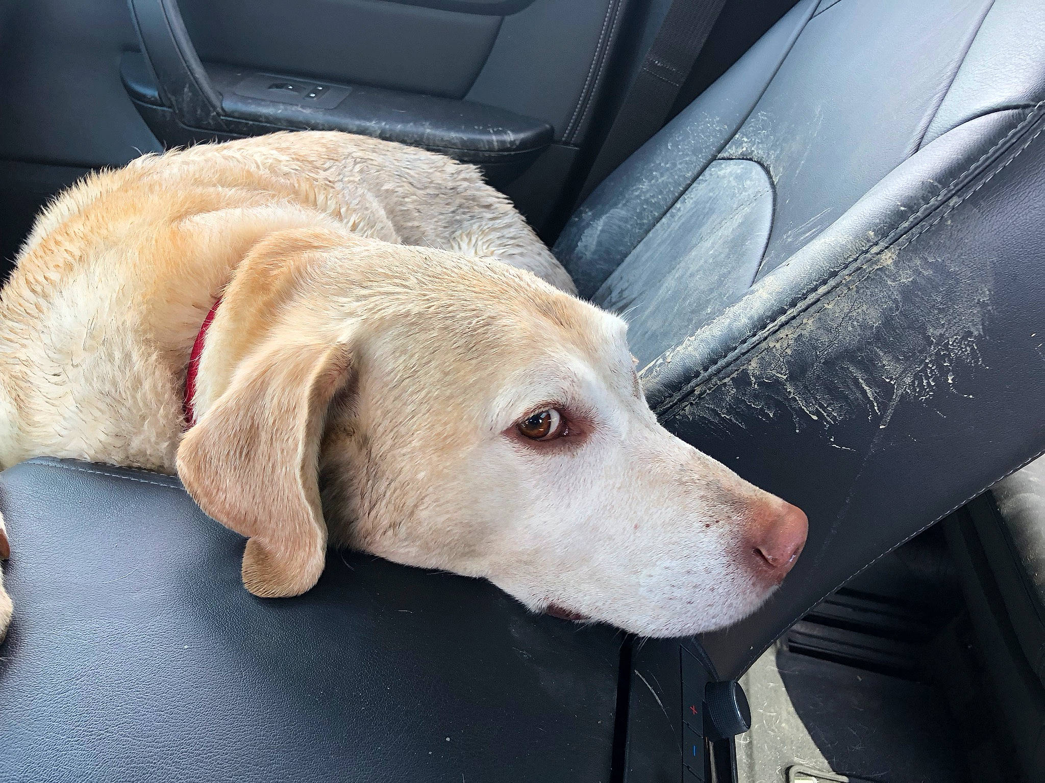 Mack joined the competition — help win amazing prizes! auto_part, canidae, car_seat, car_seat_cover, carnivore, comfort, companion_dog, dog, dog_breed, dog_collar, fawn, fur, metal, pet_supply, snout, sporting_group, vehicle, vehicle_door, whiskers, working_animal