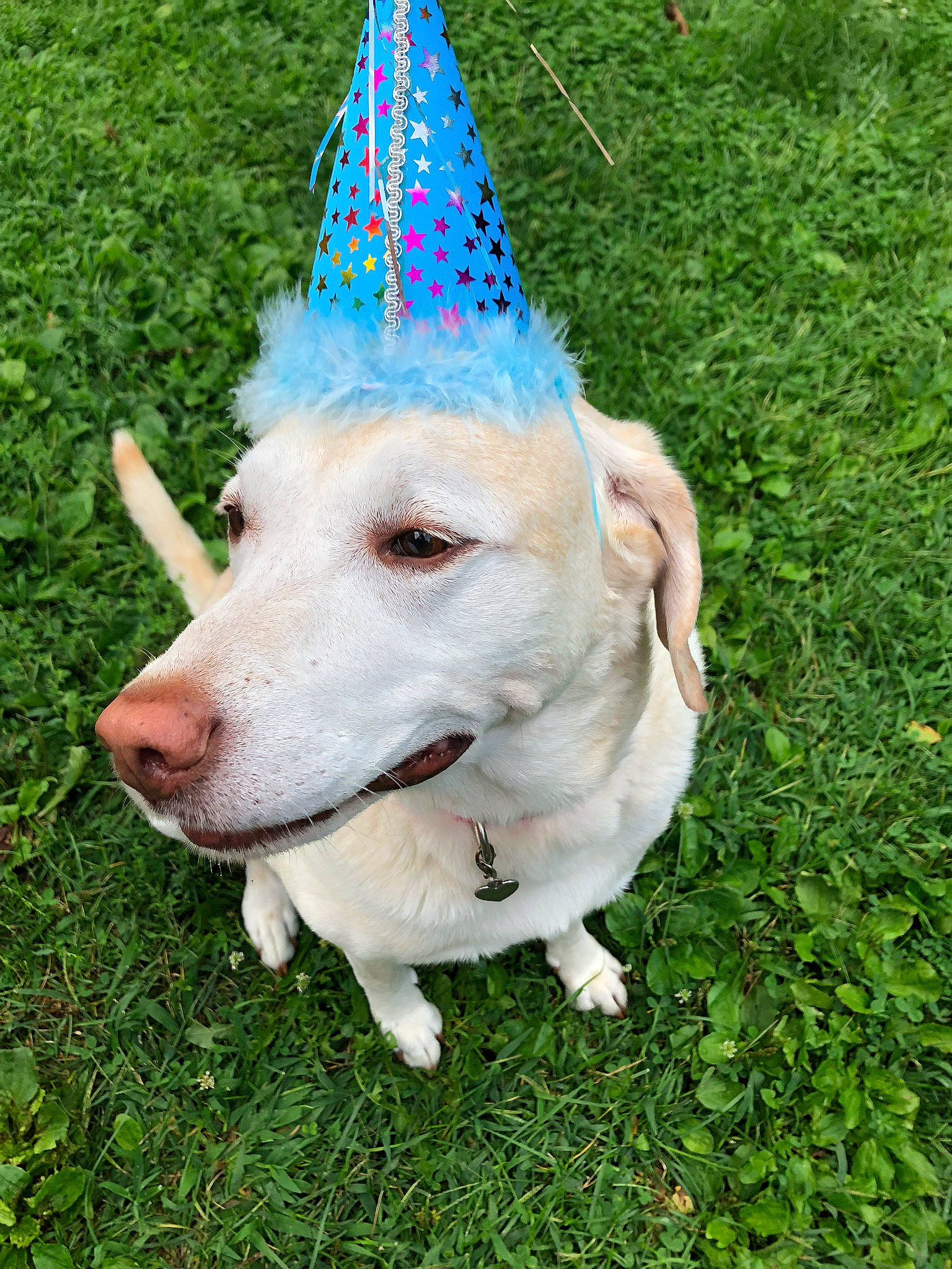 Mack is registered to the contest to win money with this photo: art, cap, carnivore, companion_dog, cone, costume_hat, dog, dog_breed, fashion_accessory, grass, party_hat, party_supply, plant, recreation, working_animal