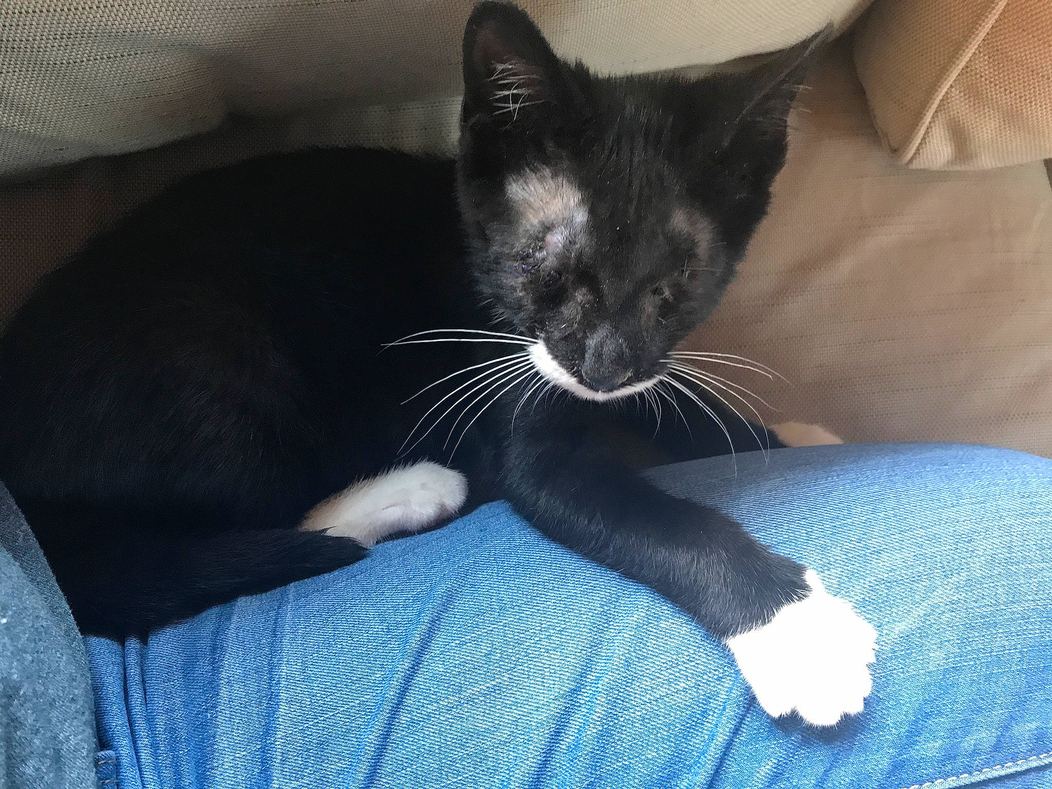 Ham is registered to the contest to win money with this photo: black_cat, carnivore, cat, comfort, couch, domestic_short_haired_cat, electric_blue, felidae, foot, gesture, grey, human_leg, lap, mammal, paw, small_to_medium_sized_cats, snout, tail, textile, whiskers