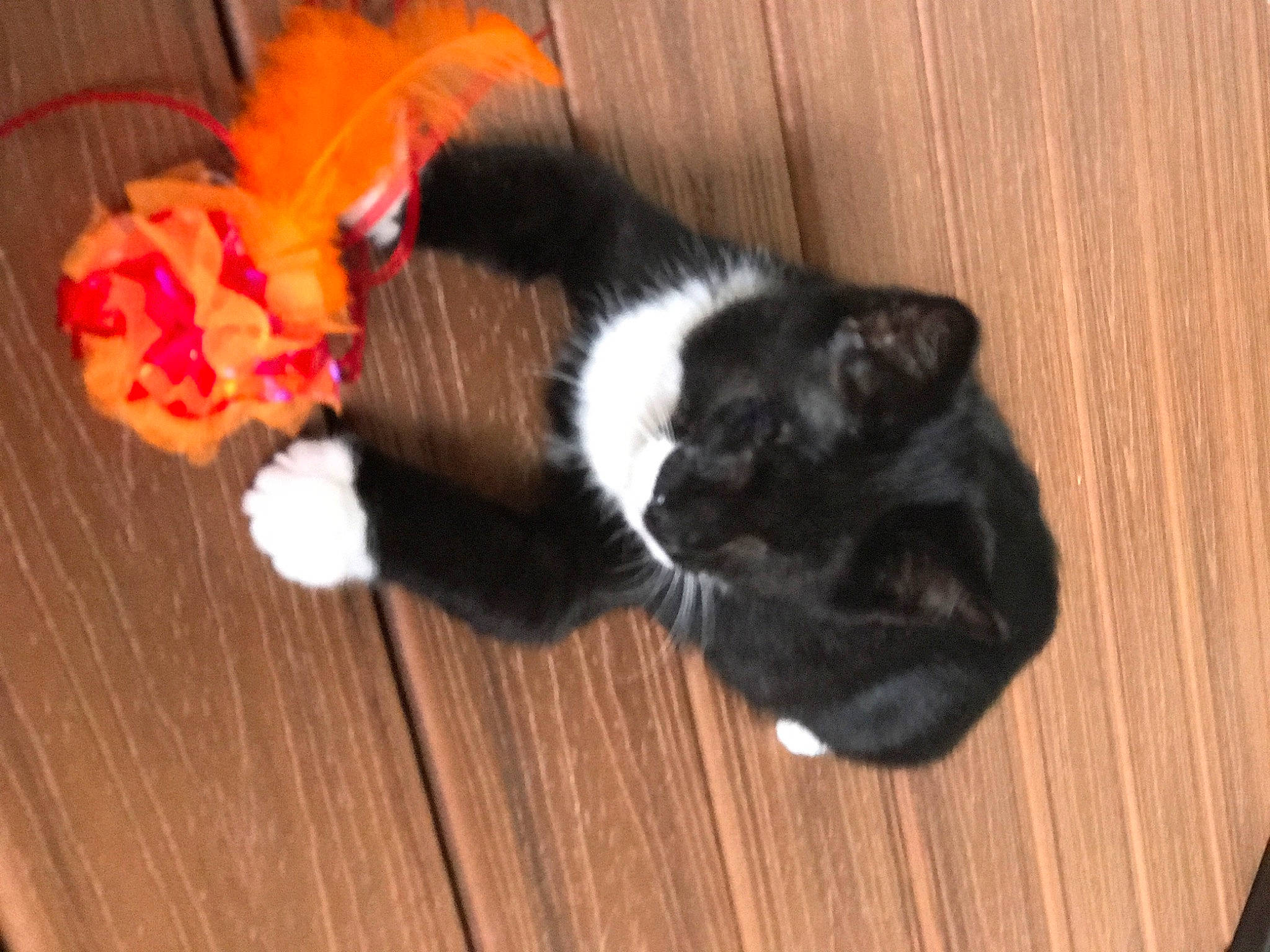 Ham joined the competition — help win amazing prizes! canidae, carnivore, cat, claw, companion_dog, dog_breed, domestic_short_haired_cat, felidae, flooring, fur, hardwood, natural_material, small_to_medium_sized_cats, snout, sporting_group, tail, toy, whiskers, wood, wood_stain