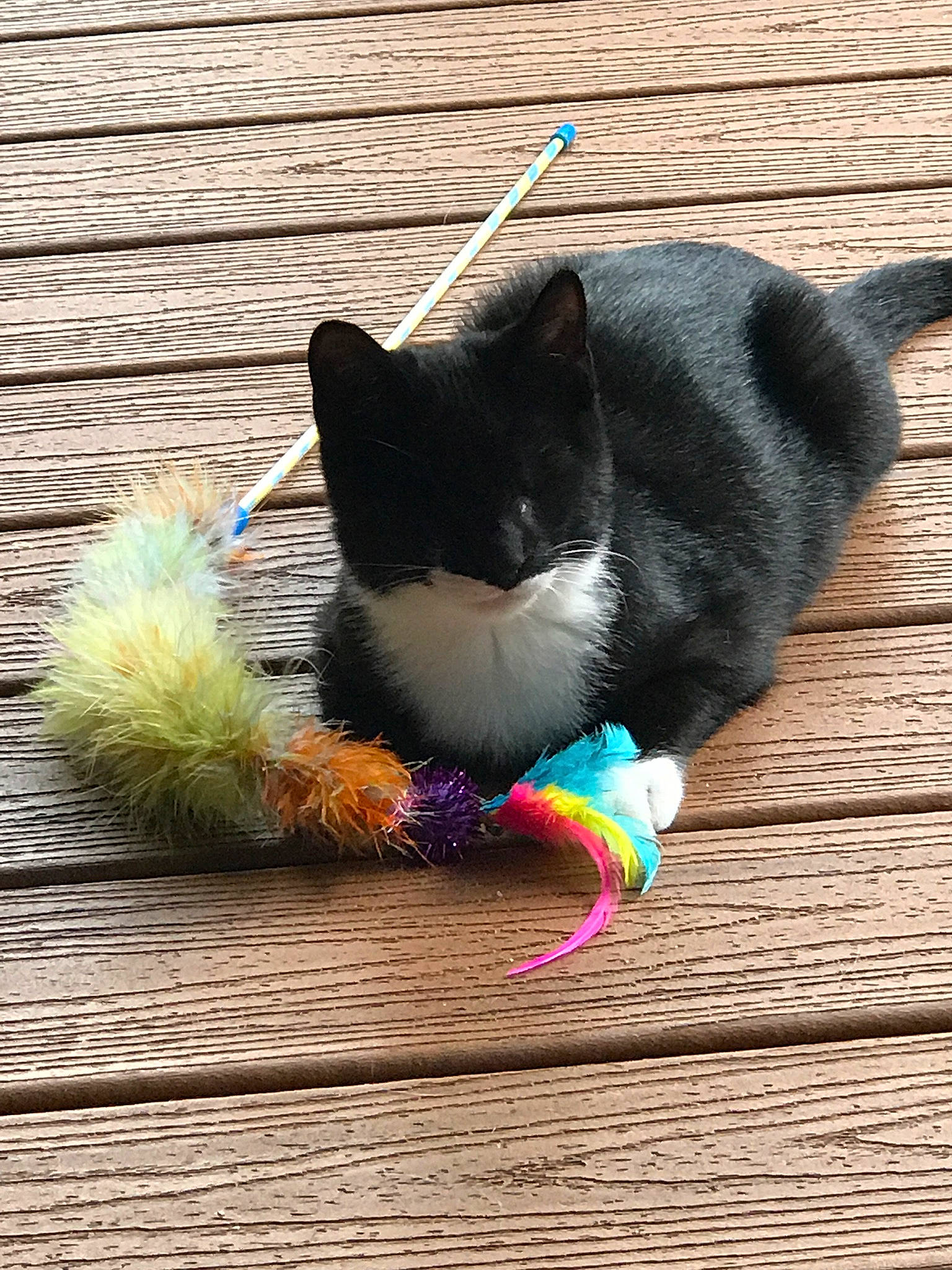 Ham is registered to the contest to win money with this photo: carnivore, cat, comfort, fawn, felidae, foot, fur, grass, grey, small_to_medium_sized_cats, snout, tail, thread, toy, tree, vertebrate, whiskers, wood, wool, woolen