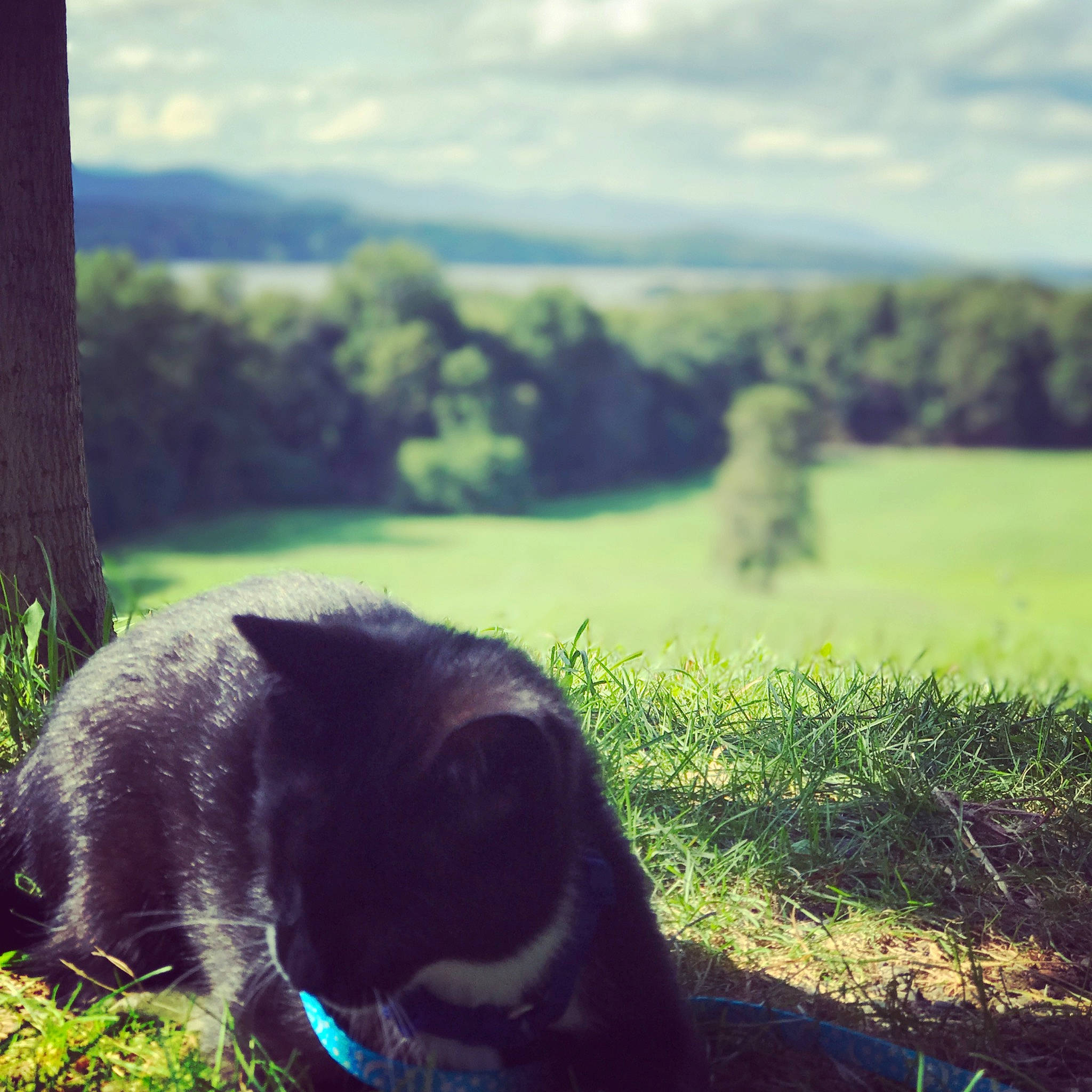 Ham is registered to the contest to win money with this photo: carnivore, cloud, companion_dog, dog_breed, felidae, grass, grassland, landscape, mountainous_landforms, natural_environment, natural_landscape, plant, rural_area, sky, small_to_medium_sized_cats, sunlight, tree, whiskers, window, wood
