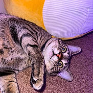 Simba is registered to the contest to win money with this photo: cat, tabby_cat, pet, animal, carpet, plush, yellow, white, indoor, feline, fur, whiskers, ears, eyes, playful, curious, lying_down, closeup, purple_light, cozy