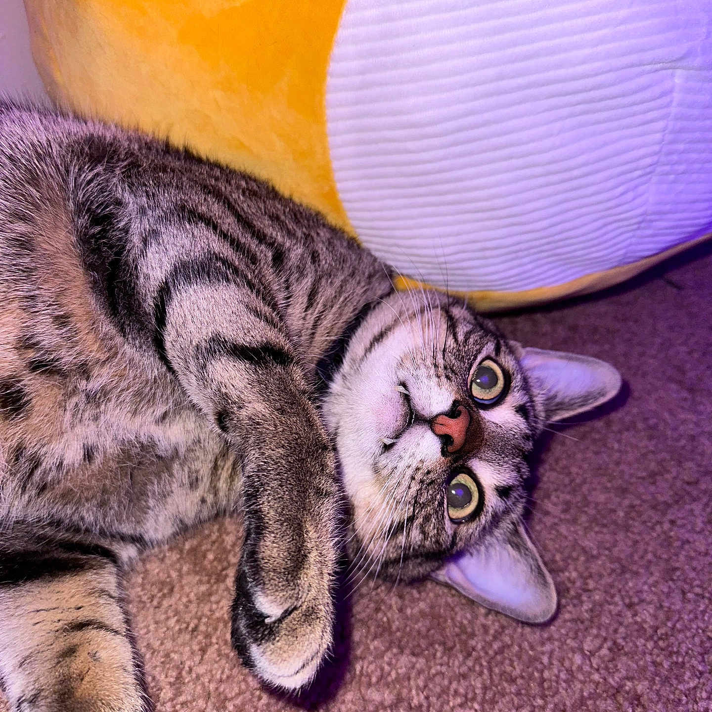 Simba