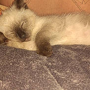 Simon is registered to the contest to win money with this photo: cat, kitten, sleeping, siamese, fur, paw, blanket, cozy, rest, cute, animal, pet, whiskers, closeup, soft, nap, indoor, relaxation, adorable, feline