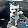Papi is registered to the contest to win money with this photo: dog, white_dog, pet, car_interior, car_seat, leash, collar, small_dog, fluffy, animal, cute, looking_at_camera, indoor, seat, window, door_handle, sunlight, floor_mat, dog_tag, portrait