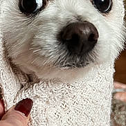 Papi joined the competition — help win amazing prizes! dog, white_dog, close_up, knitted_blanket, hand, nails, red_nail_polish, cozy, cute, pet, fur, wrapped, indoor, portrait, animal, expression, small_dog, face, snug, looking