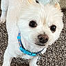 Papi is registered to the contest to win money with this photo: dog, white, pet, collar, small_dog, carpet, indoor, cute, fur, animal, companion, looking_up, paw, domestic_animal, friendly, curious, household, close_up, canine, shaved_fur