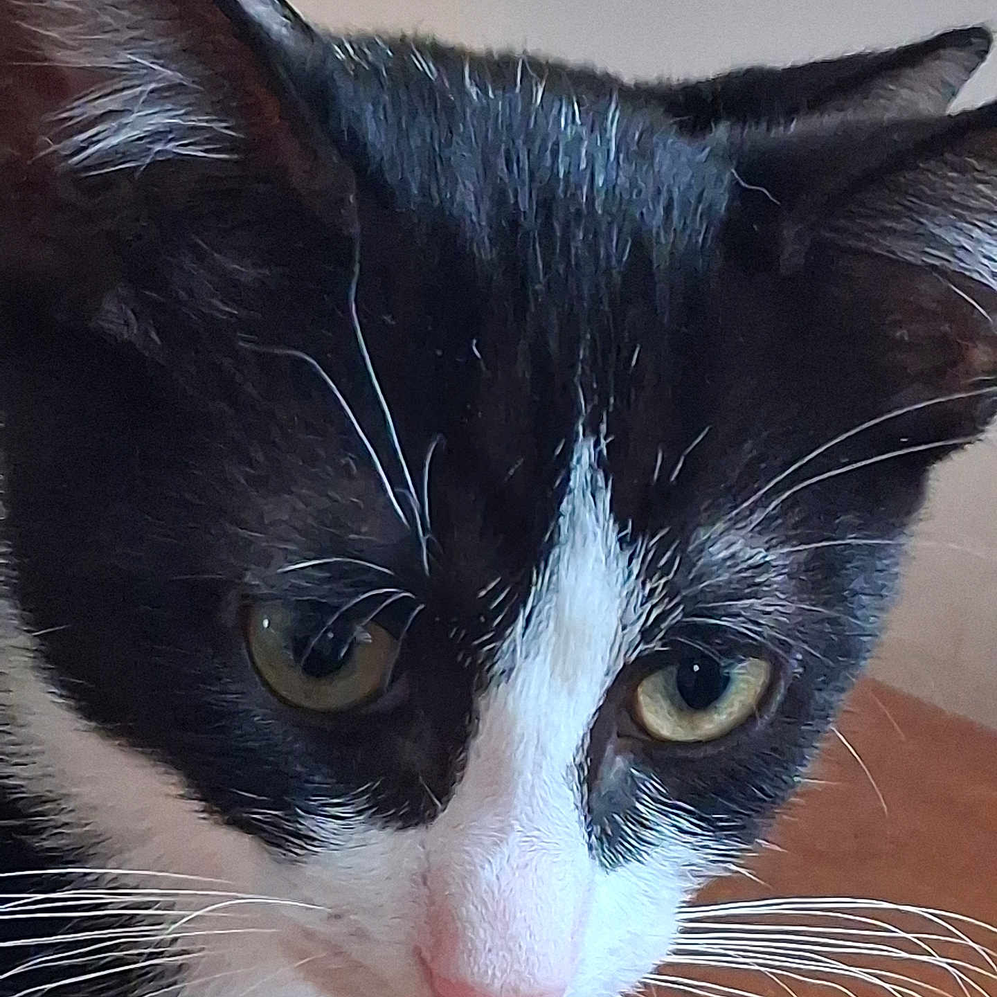 Plumeau