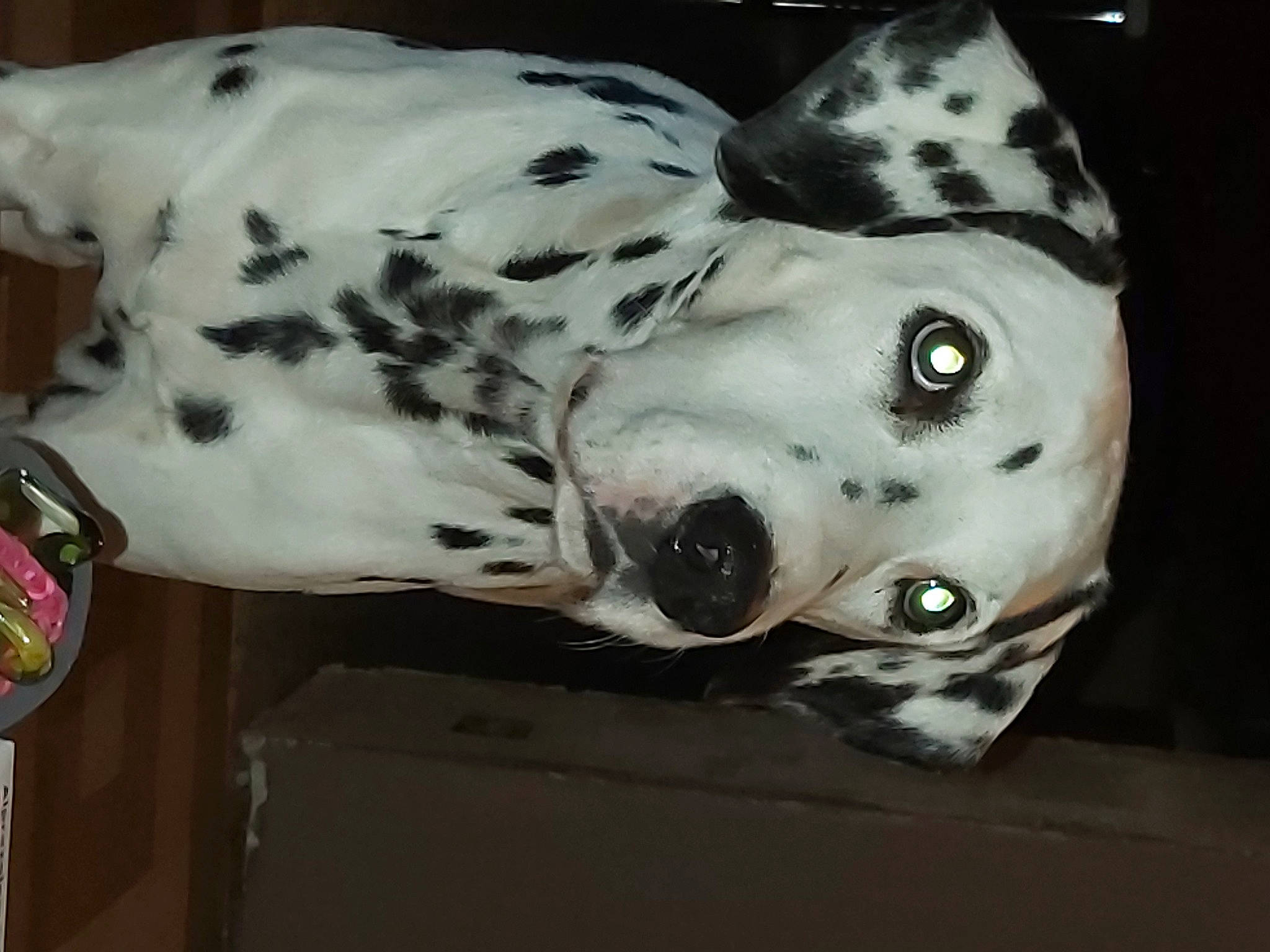 Hugo participe au concours pour gagner de l'argent avec cette photo : art, canidae, carnivore, companion_dog, dalmatian, dog, dog_breed, eye, fawn, jaw, metal, non_sporting_group, pet_supply, snout, sporting_group, terrestrial_animal, whiskers, working_animal