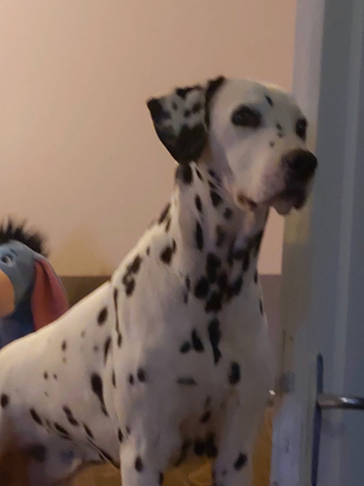 Hugo participe au concours pour gagner de l'argent avec cette photo : ancient_dog_breeds, carnivore, companion_dog, dalmatian, dog, dog_breed, dog_supply, non_sporting_group, pet_supply, snout, sporting_group, tail, terrestrial_animal, whiskers, working_animal