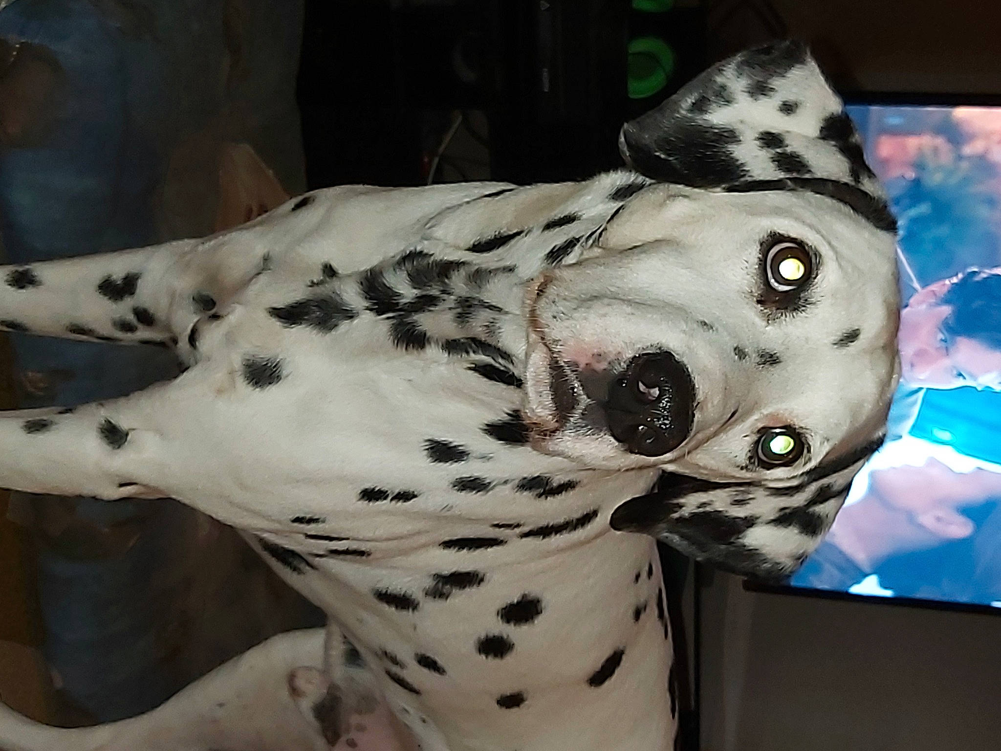 Hugo a rejoint le concours — aidez-le/la à gagner de superbes lots ! canidae, carnivore, collar, companion_dog, dalmatian, dog, dog_breed, dog_collar, fur, non_sporting_group, pattern, snout, sporting_group, terrestrial_animal, whiskers, working_animal