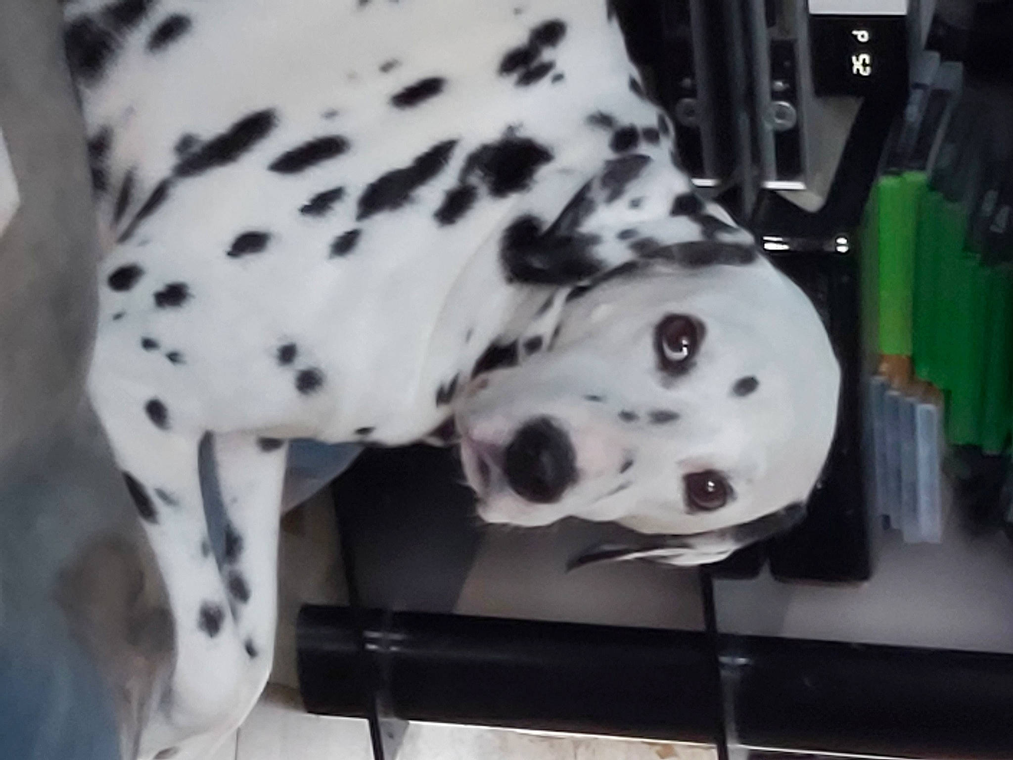 Hugo a rejoint le concours — aidez-le/la à gagner de superbes lots ! canidae, carnivore, collar, companion_dog, dalmatian, dog, dog_breed, dog_collar, dog_supply, fawn, mammal, metal, non_sporting_group, pattern, pet_supply, snout, sporting_group, terrestrial_animal, vertebrate, working_animal