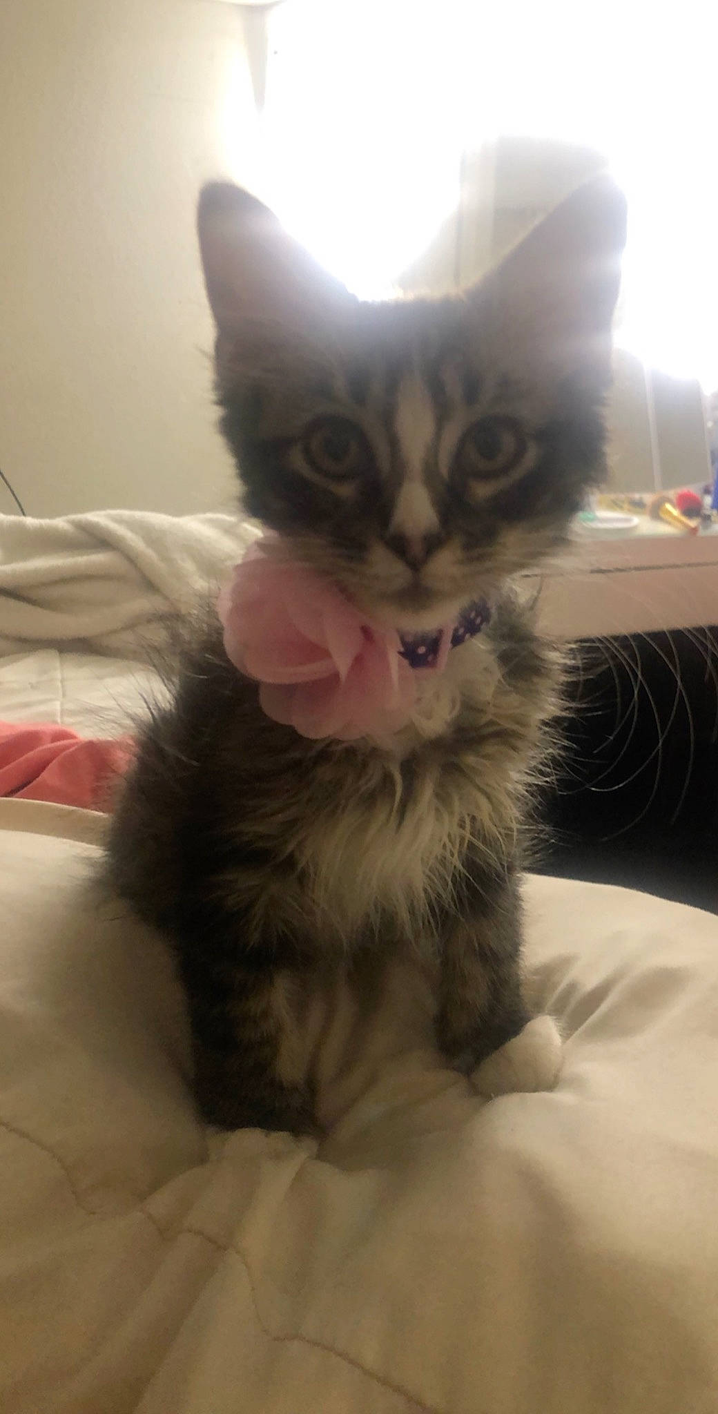 Brixie joined the competition — help win amazing prizes! asian, carnivore, cat, domestic_long_haired_cat, domestic_short_haired_cat, felidae, kitten, maine_coon, mammal, munchkin, napoleon_cat, norwegian_forest_cat, nose, ojos_azules, polydactyl_cat, ragamuffin, small_to_medium_sized_cats, snout, vertebrate, whiskers