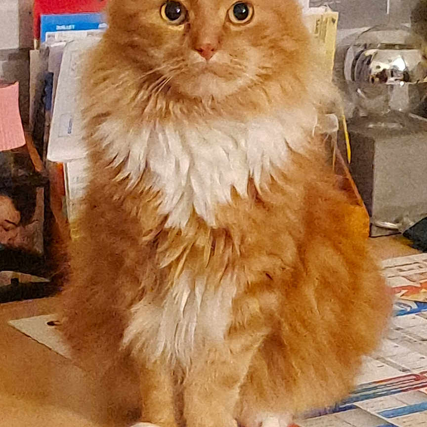 Bandy a rejoint le concours — aidez-le/la à gagner de superbes lots ! alert, calculator, cat, clutter, cute, desk, domestic_animal, feline, fluffy, indoor, looking_at_camera, office, orange_cat, papers, pet, sitting, stationery, table, whiskers, white_fur