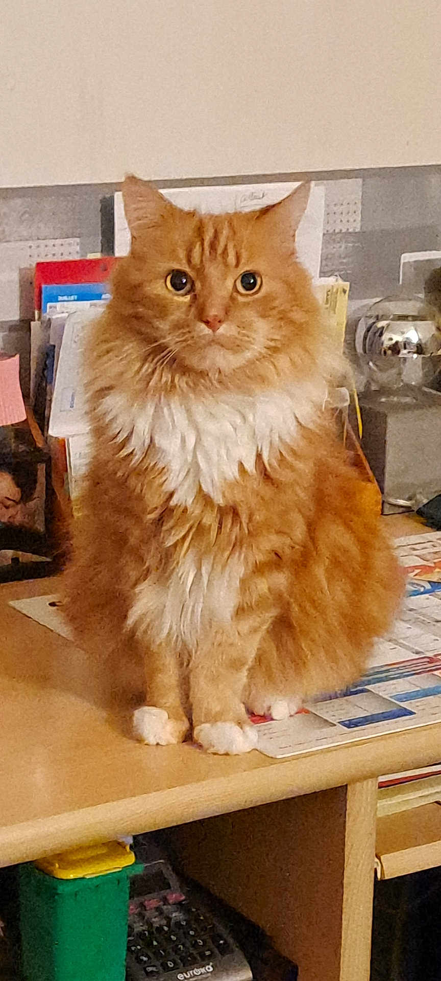 Bandy a rejoint le concours — aidez-le/la à gagner de superbes lots ! cat, orange_cat, white_fur, fluffy, sitting, desk, papers, calculator, office, indoor, pet, feline, looking_at_camera, table, clutter, stationery, domestic_animal, cute, alert, whiskers