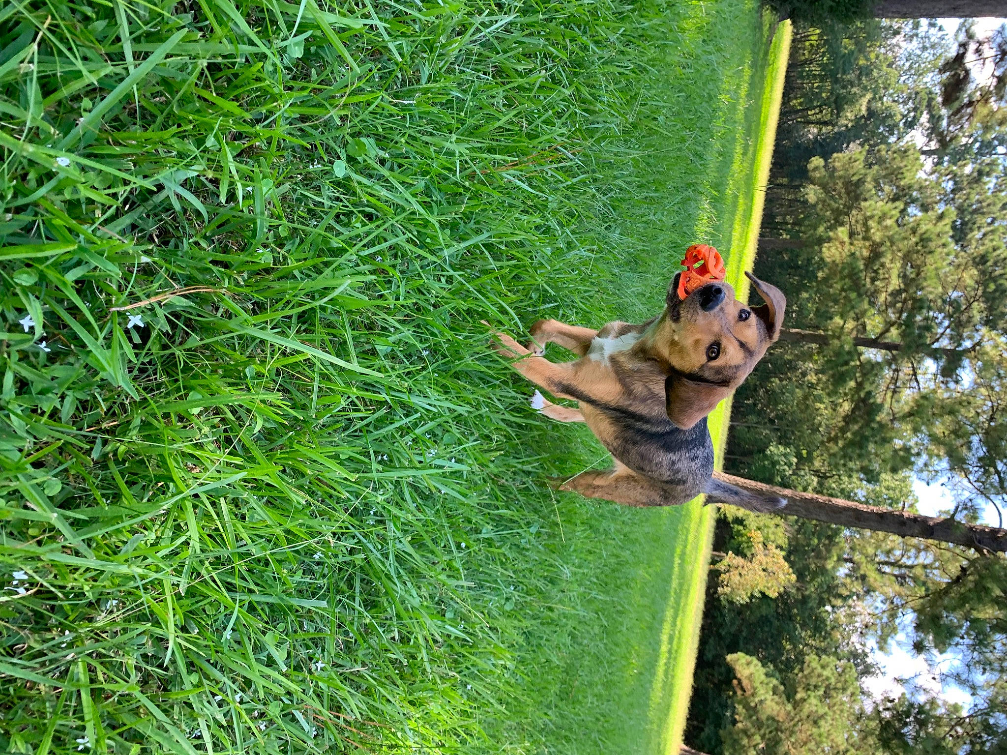 Ziva is registered to the contest to win money with this photo: adventure, carnivore, dog, dog_breed, forest, fun, grass, groundcover, jungle, leisure, people_in_nature, plant, rainforest, recreation, terrestrial_animal, terrestrial_plant, tree, trunk, working_animal