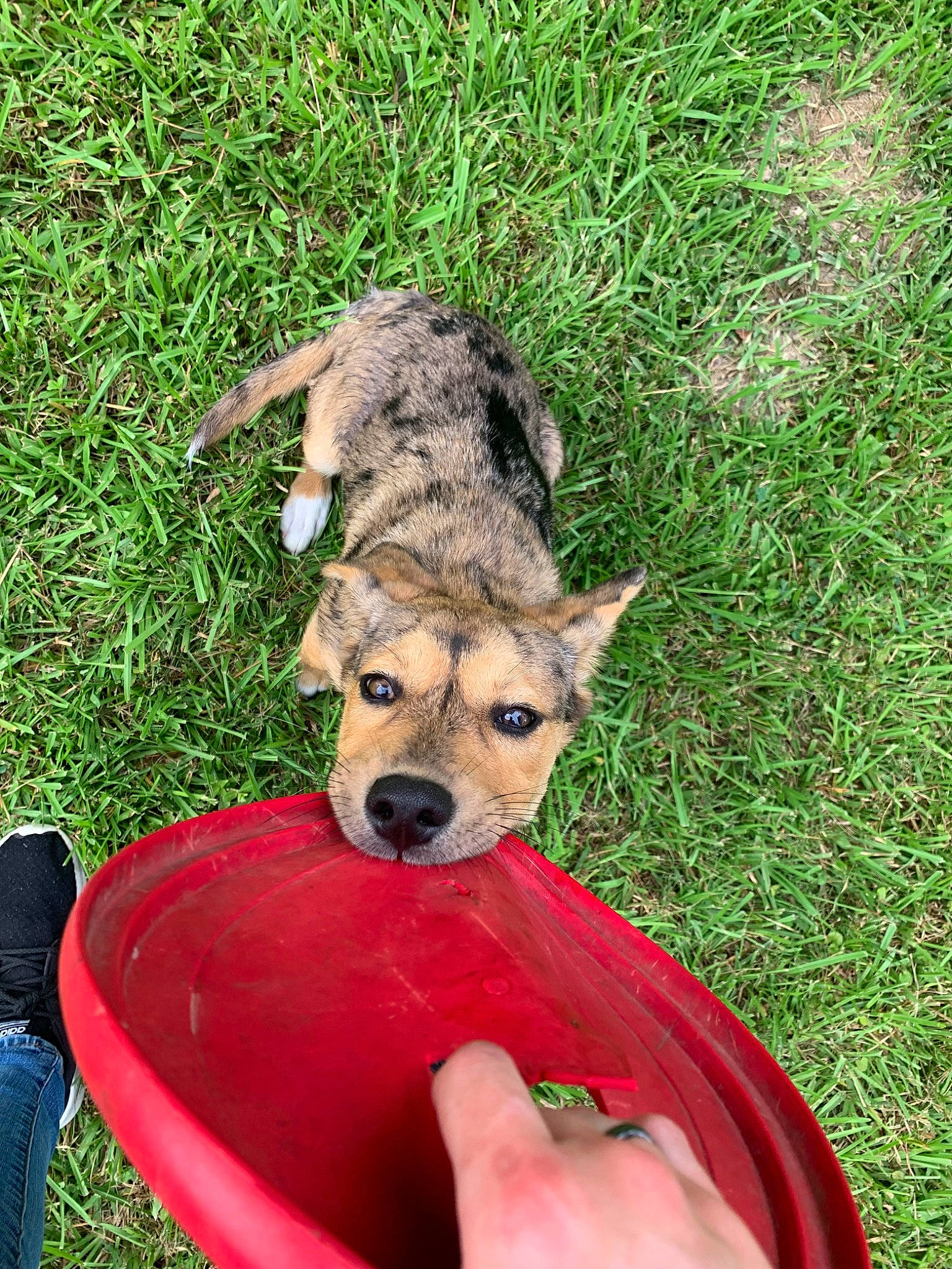 Ziva is registered to the contest to win money with this photo: canidae, canis, carnivore, companion_dog, dog, dog_breed, dog_supply, east_european_shepherd, fawn, fun, fur, grass, herding_dog, plant, sitting, snout, sporting_group, terrestrial_animal, working_animal, working_dog