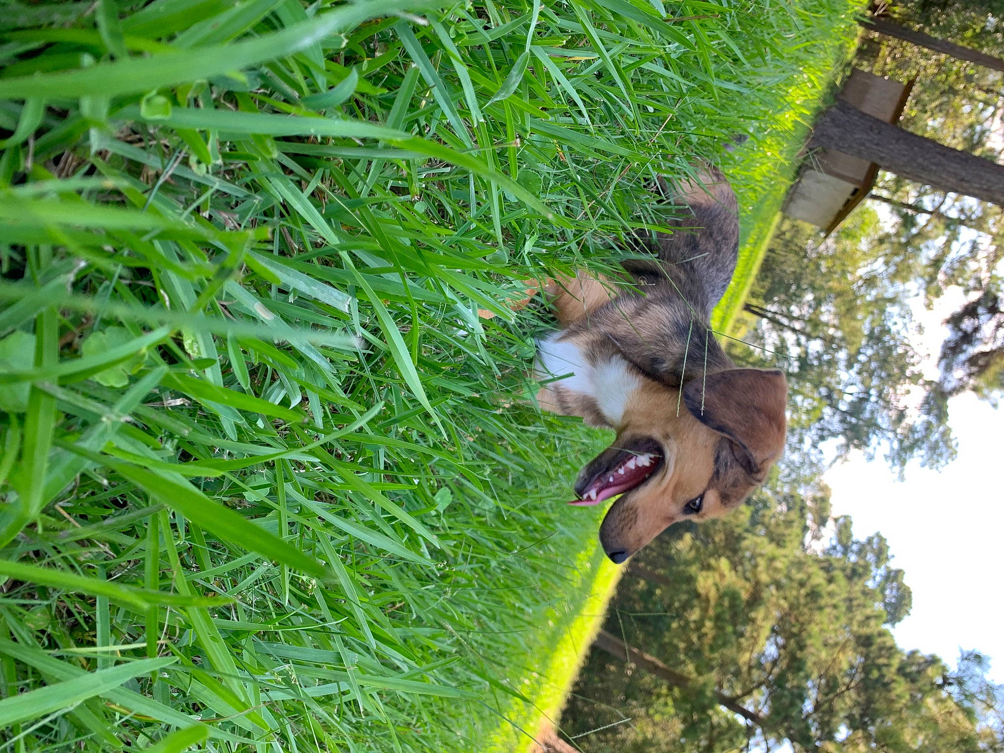 Ziva is registered to the contest to win money with this photo: antelope_squirrels, fawn, felidae, fox_squirrel, grass, groundcover, jungle, palm_tree, plant, plant_stem, rodent, squirrel, tail, terrestrial_animal, terrestrial_plant, tree, trunk, twig, vegetation, wildlife