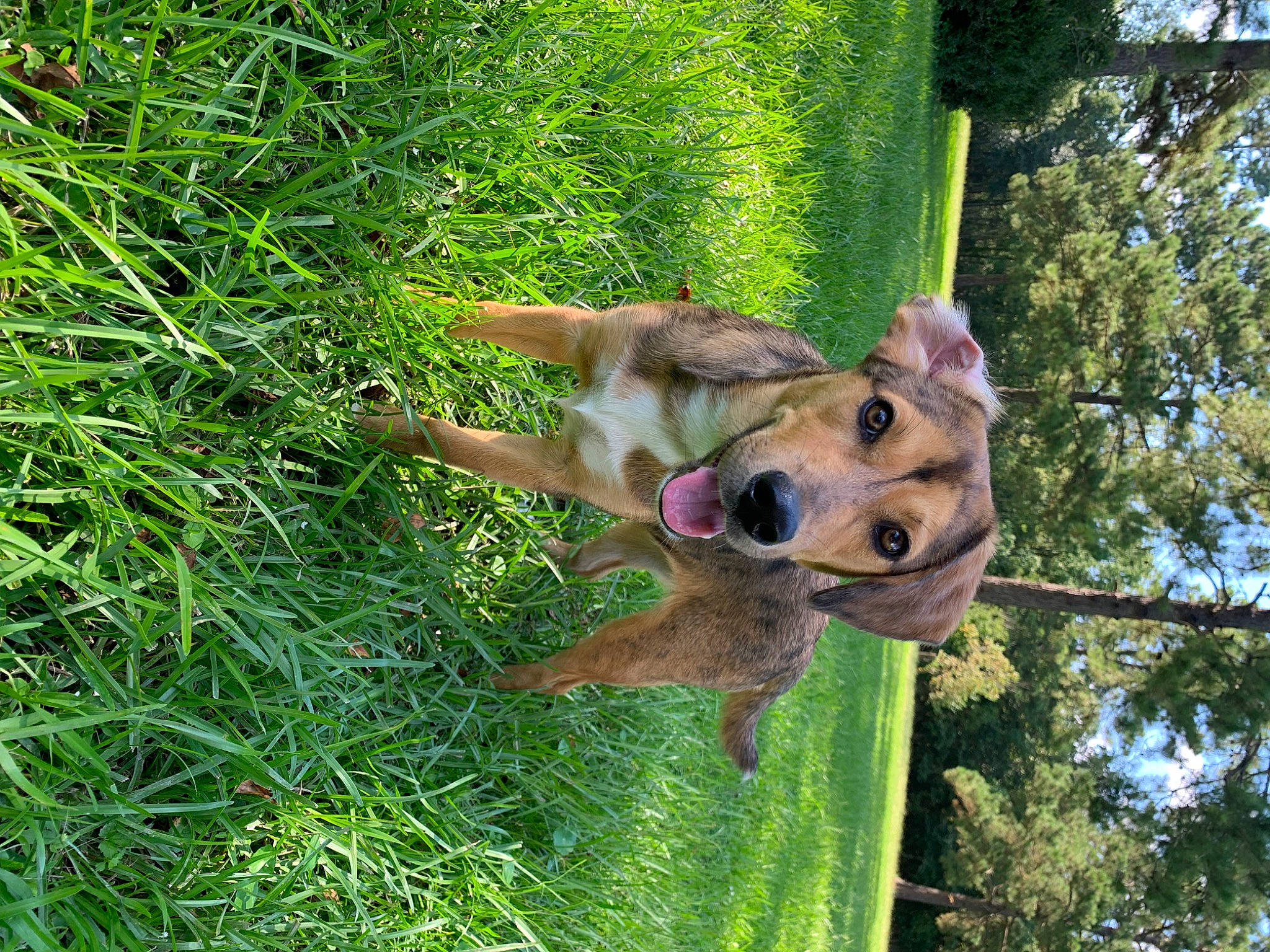 Ziva joined the competition — help win amazing prizes! canidae, carnivore, companion_dog, dog, dog_breed, fawn, fur, grass, groundcover, plant, sky, snout, sporting_group, terrestrial_animal, terrestrial_plant, tree, trunk, wildlife, working_animal, working_dog