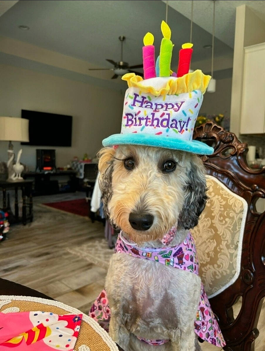 A'Dora Bristow is registered to the contest to win money with this photo: carnivore, chair, companion_dog, dog, dog_breed, dog_clothes, dog_supply, event, fashion_accessory, fawn, fur, hat, holiday, party, party_hat, party_supply, snout, sporting_group, terrier, toy