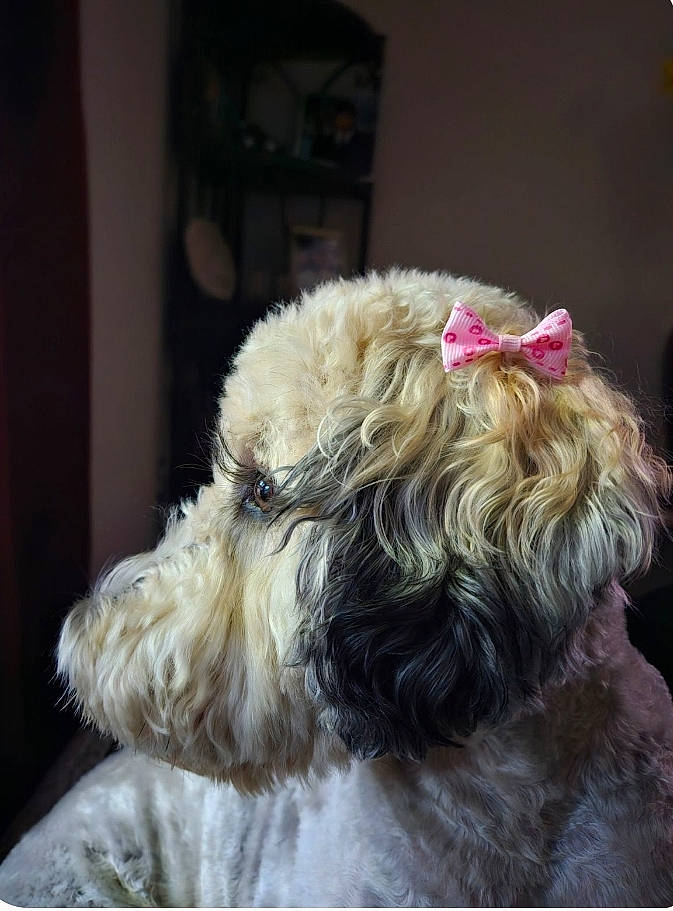 A'Dora Bristow is registered to the contest to win money with this photo: canidae, carnivore, collar, companion_dog, dog, dog_breed, dog_collar, dog_supply, ear, fawn, fur, liver, pet_supply, snout, sporting_group, terrier, toy_dog, water_dog, whiskers, working_animal