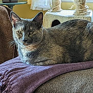 Nutmeg is registered to the contest to win money with this photo: animal, blanket, cat, cat_tree, couch, cozy, daylight, ears, eyes, fur, furniture, home, indoor, pet, purple, relaxed, resting, soft, whiskers, window